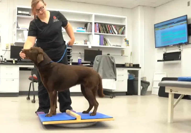 健康・医学 Canine Rehabilitation &Physical Therapy Canine Sports Medicine and Rehabilitation: 9781119380382